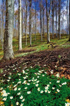 Foresta del Cansiglio (Tv - Bl).